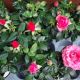 MINI ROSE 2.5