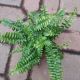 FERN 4.5