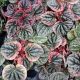 PEPEROMIA 4