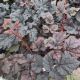 ASTILBE DARK SIDE OF THE MOON #1.5