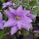 CLEMATIS CEZANNE #2