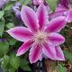 CLEMATIS DOCTOR RUPPEL #2