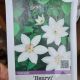 CLEMATIS HENRYI #2