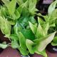 EPIPREMNUM 6