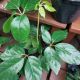 SCHEFFLERA 6