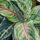 AGLAONEMA 8