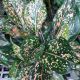 AGLAONEMA 8
