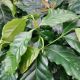 COFFEE PLANT 8
