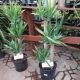 YUCCA CANE 10