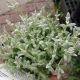 CERASTIUM TOMENTOSUM 3.5