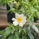 ANEMONE SNOW ANGEL #1