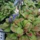 AJUGA BEST BUDDIES CARAMEL #1