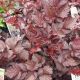 ASTILBE DRAGON'S LAIR #1