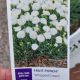 DIANTHUS WHIPPED CREAM#1