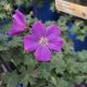 GERANIUM PURPLE GLOW #1