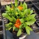 GAILLARDIA GUSTO ORANGE ZEST #1