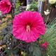 HIBISCUS WATERMELON RUFFLES #2