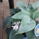 HOSTA BLUEBERRY MUFFIN #2