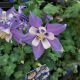 AQUILEGIA KIRIGAMI DEEP BLUE WHITE QT