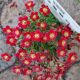 SAXIFRAGA TOURAN DEEP RED QT