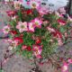 SAXIFRAGA PURPLE ROBE QT