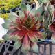 SEMPERVIVUM KILLER QT
