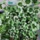 TRIFOLIUM 4 LUCK GREENGLOW QT