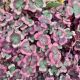 TRIFOLIUM 4 LUCK RED QT