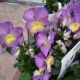 VIOLA CELESTIAL STARRY NIGHT QT