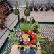 PAPAVER PULCINELLA SPRING FEVER QT