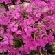 PHLOX  S. GOLDIPHLOX PINK QT