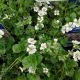 GYPSOPHILA CERASTIOIDES 3.5