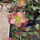 HELLEBORUS ELEMENTAL  #1