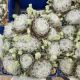 SEMPERVIVUM COLOROCKZ  ARTIC WHITE 4.5