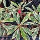 CROWN OF THORNS 4
