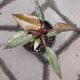 PHILODENDRON 4