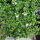 VERONICA REPENS PT