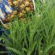 ACHILLEA MILLTY ROCK TERRACOTTA #1