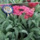 ACHILLEA NEW VINTAGE ROSE QT