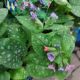 PULMONARIA SMOKEY BLUE QT