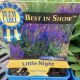 SALVIA LITTLE NIGHT QT
