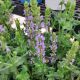 SALVIA SALUTE ICE BLUE QT
