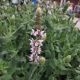 SALVIA SALUTE LIGHT PINK QT