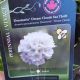 ARMERIA DREAM CLOUDS QT