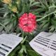 ARMERIA DREAMERIA DREAMLAND QT