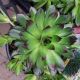 SEMPERVIVUM CHICK CHARMS APPLETINI QT