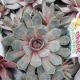 SEMPERVIVUM CHICK CHARMS BERRY BLUES QT