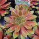 SEMPERVIVUM CHICK CHARMS GOLD DUST QT