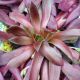 SEMPERVIVUM CHICK CHARM LEMON WAVES QT
