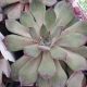 SEMPERVIVUM CHICK CHARM SILVER SUEDE QT
